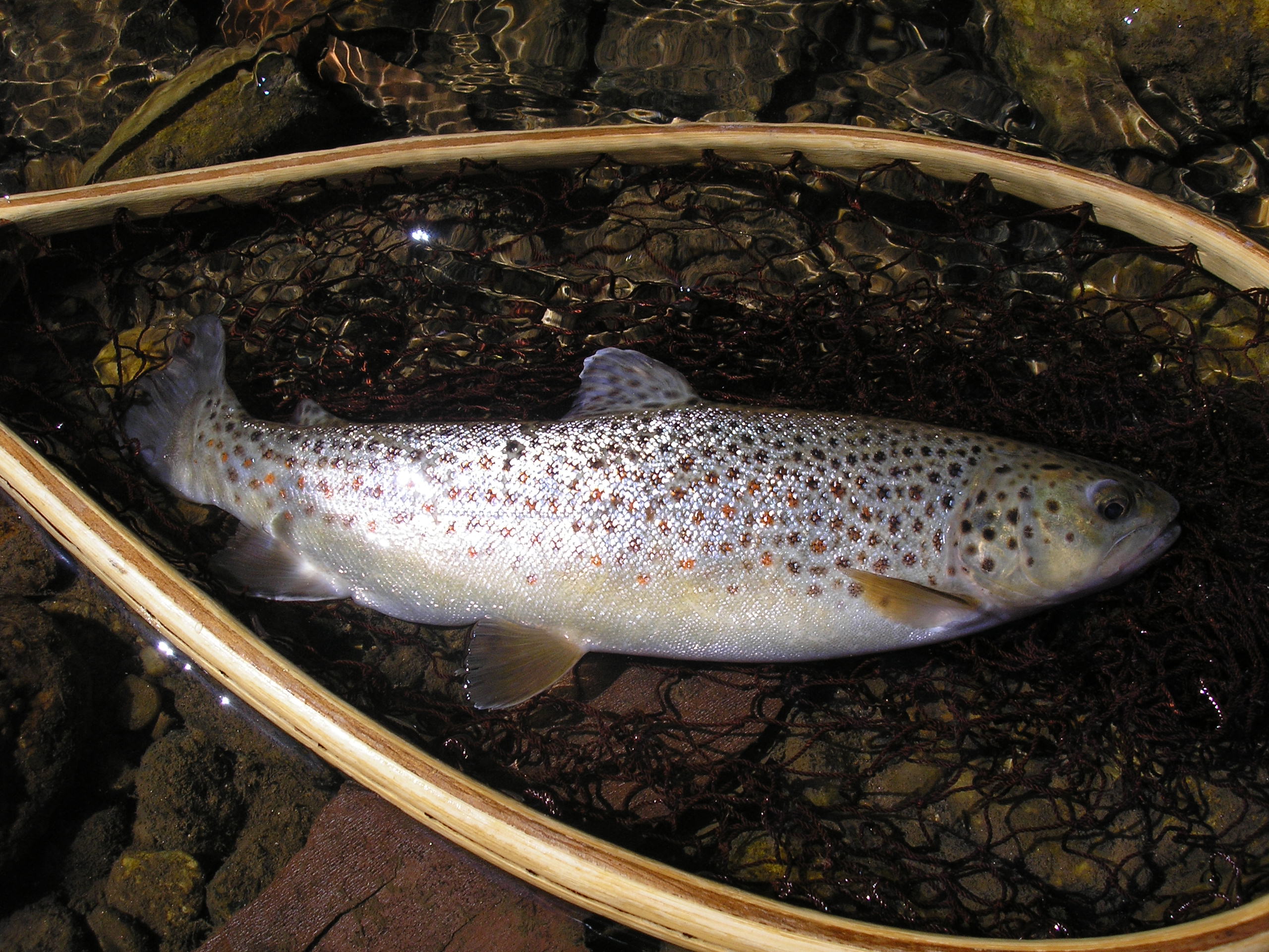 Trout Fishing in Western North Carolina – “God's Country Revisited